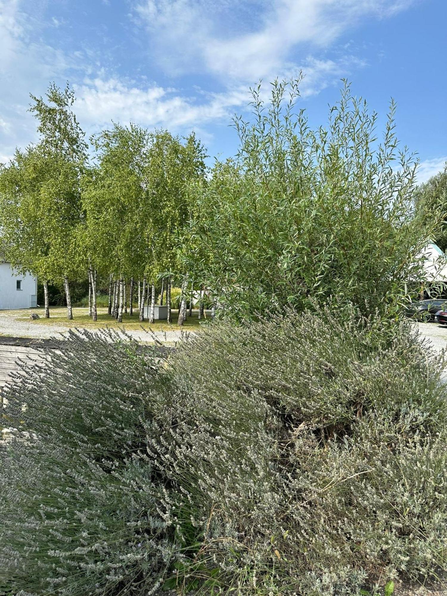 Haus Am See Nezsider Kültér fotó